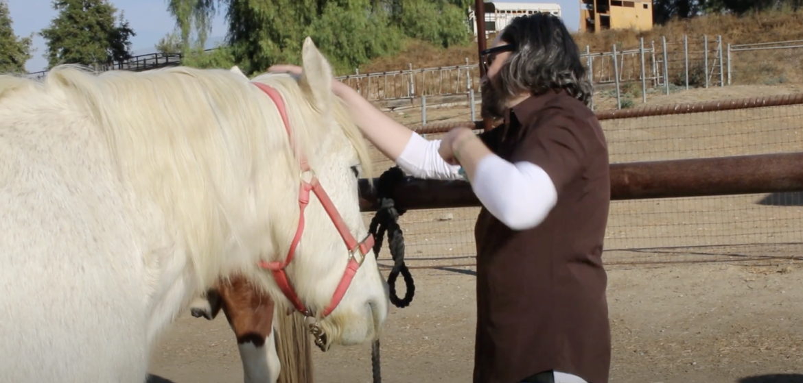 Equine de-stress event